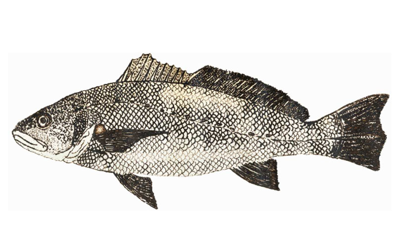 story-fish-mulla-pic.jpg